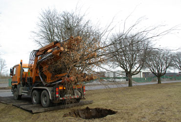 trädplantering_2